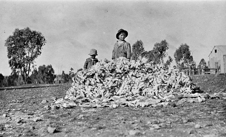 Pile of rabbit skins from the winter extermination work - Rocky View, Alectown, NSW