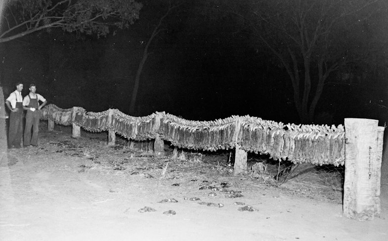 wo men standing beside rabbit carcasses hanging on a fence. This photo was taken at the height of the 1949 rabbit plague. In 1950, the myxomatosis virus was introduced to Australia in an attempt to control rabbit populations